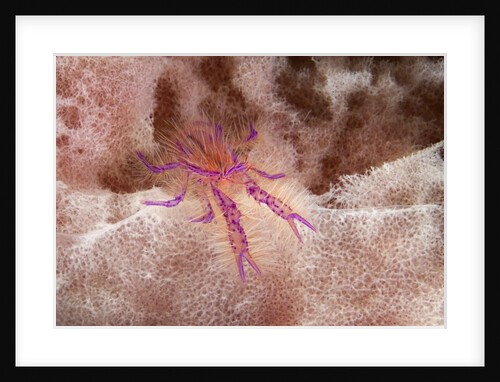 Hairy Squat Lobster by Anonymous