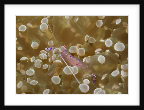 Sarasvati Anemone Shrimp full of eggs by Anonymous