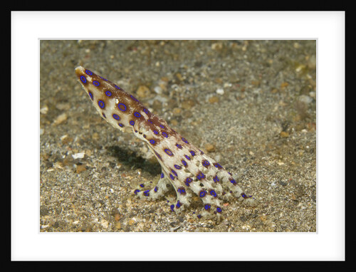 Blue-Ringed Octopus by Anonymous