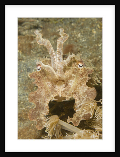 Broadclub Cuttlefish wtih raised tentacles by Anonymous