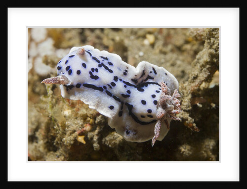Willian's Chromodooris by Anonymous