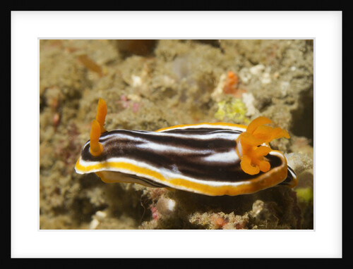 Magnificant Nudibranch by Anonymous