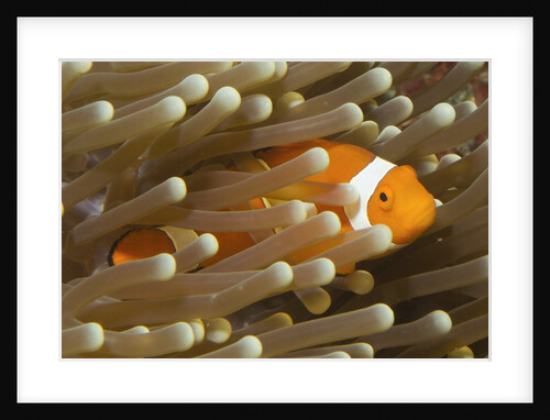 False Clown Anemonefish by Anonymous