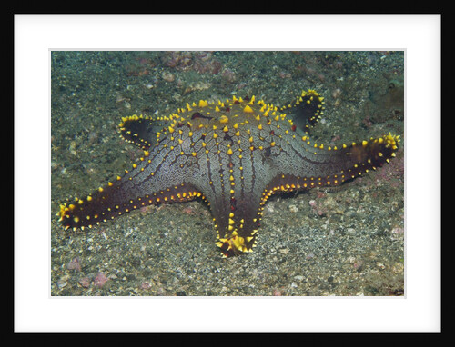 Honeycomb Sea Star by Anonymous