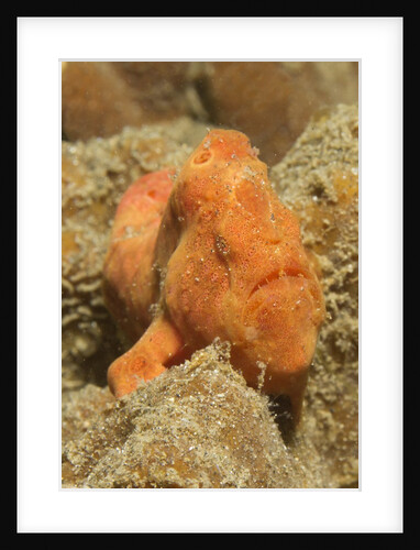 Freckled Frogfish by Anonymous