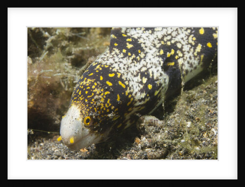 Snowflake Moray Eel by Anonymous