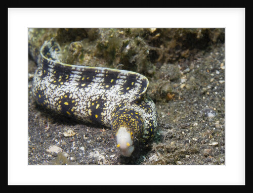Snowflake Moray Eel by Anonymous