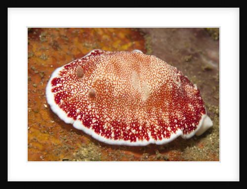 Reticulated Chromdoris by Anonymous