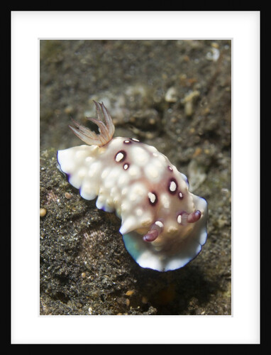 Bus Stop Chromodoris by Anonymous