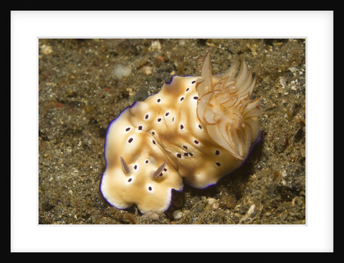 Tryon's Risbecia by Anonymous