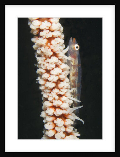 Large Whip Goby on Sea Whip by Anonymous