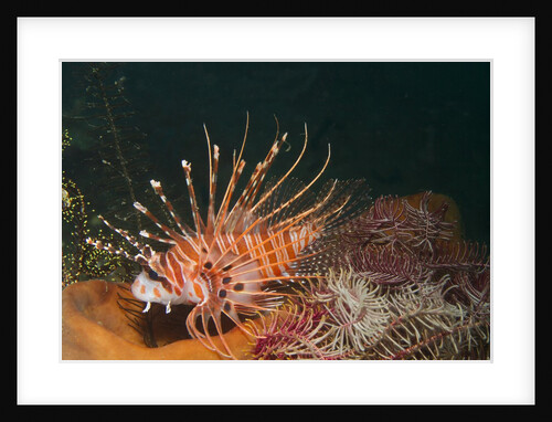 Spotfin Lionfish by Anonymous