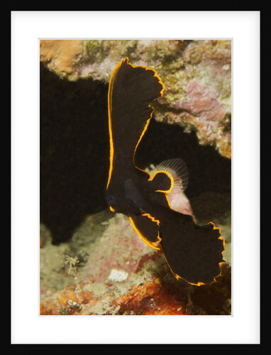 Juvenile Pinnate Spadefish by Anonymous
