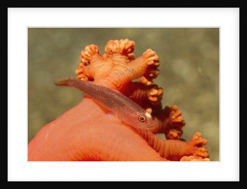 Common Ghost Goby on Gorgonian by Anonymous