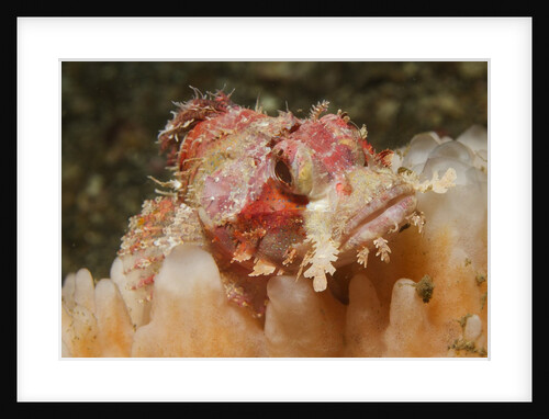 Papuan Scorpionfish by Anonymous