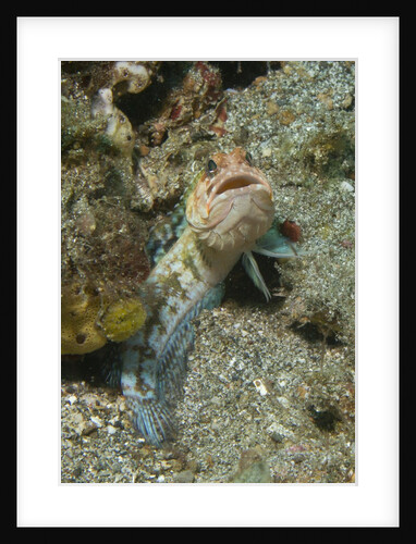 Variable Jawfish by Anonymous