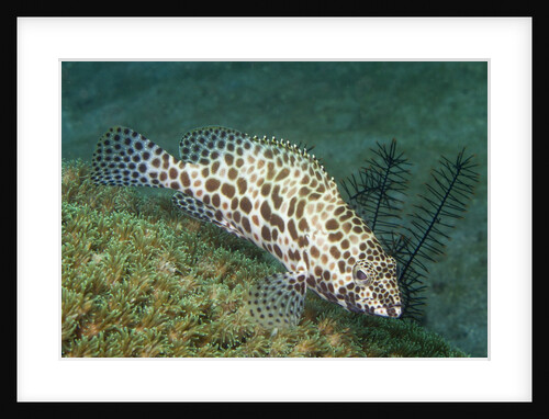 Longfin Grouper by Anonymous