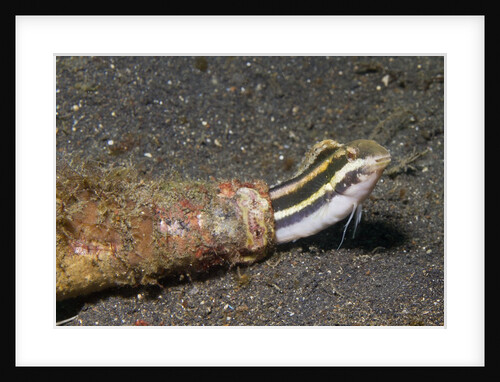 Shorthead Fangblenny lives in a bottle by Anonymous