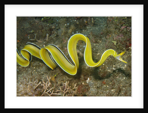 Female Ribbon Eel free swimming by Anonymous