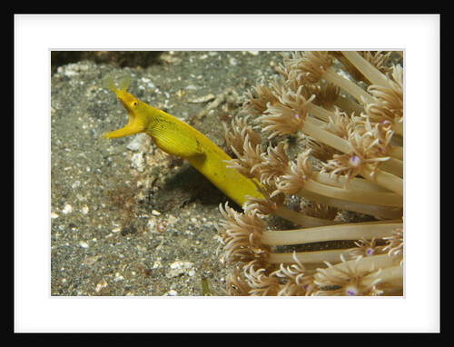 Female Ribbon Eel by Anonymous