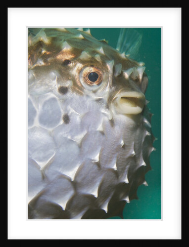 Orbicular Burrfish puffed up closeup by Anonymous