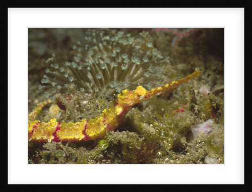 Pipefish closeup by Anonymous