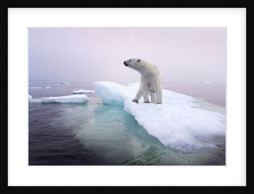 Polar Bear, Hudson Bay, Canada by Anonymous