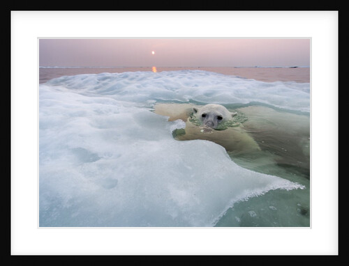 Polar Bear, Hudson Bay, Canada by Anonymous