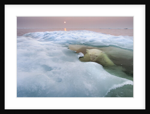 Polar Bear, Hudson Bay, Canada by Anonymous