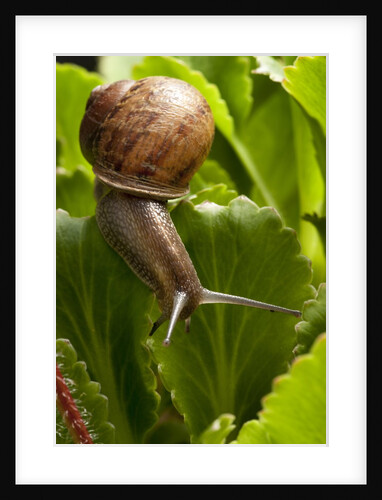 Snail, Seattle, Washington by Anonymous