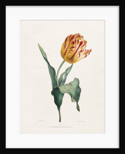 Tulip by Valentine Bartholomew