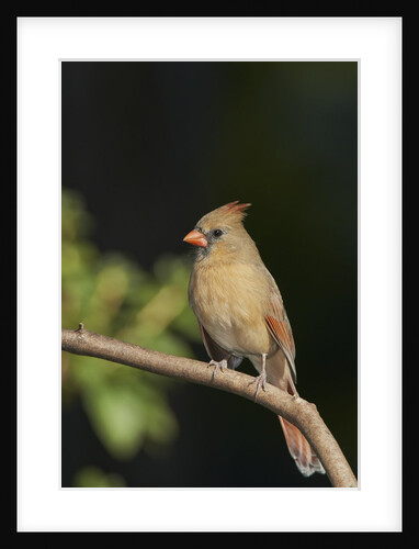 Northern Cardinal by Anonymous