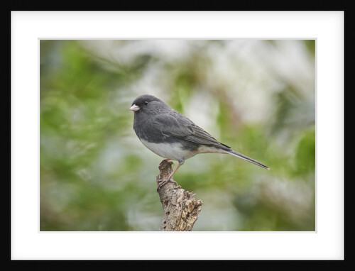 Dark-eyed Junco by Anonymous