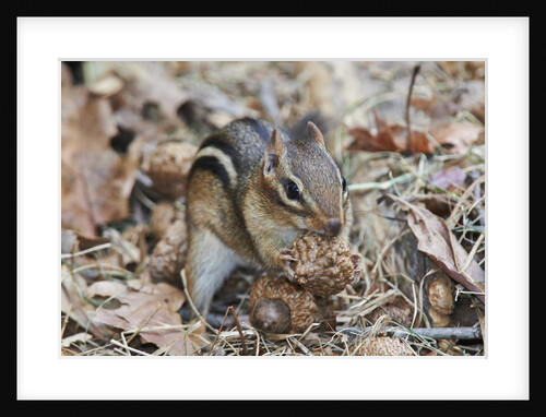 Eastern American chipmunk by Anonymous