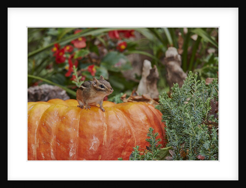 Eastern American chipmunk on pumpkin by Anonymous