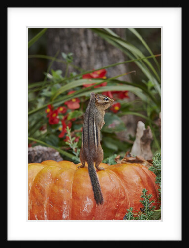 Eastern American chipmunk on pumpkin by Anonymous