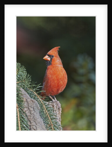 Northern Cardinal by Anonymous