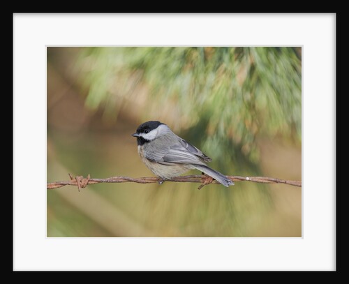 Carolina Chickadee by Anonymous