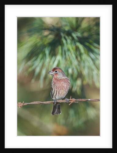 House Finch by Anonymous