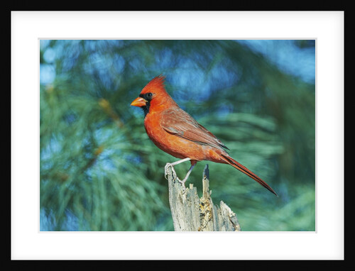 Northern Cardinal by Anonymous