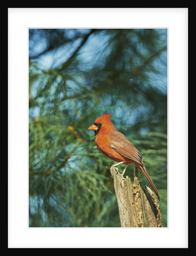Northern Cardinal by Anonymous