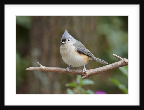 Tufted Titmouse by Anonymous