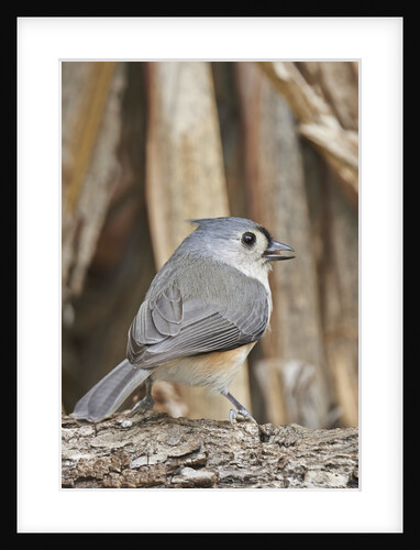 Tufted Titmouse by Anonymous