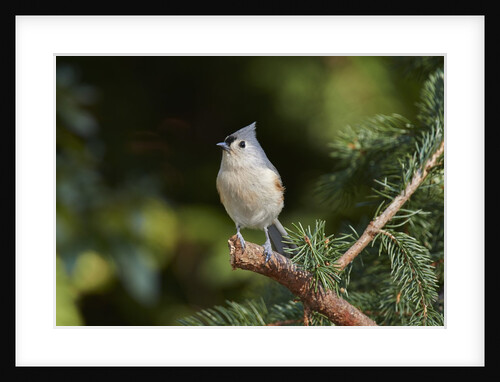 Tufted Titmouse by Anonymous
