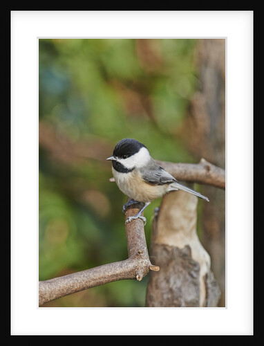 Carolina Chickadee by Anonymous
