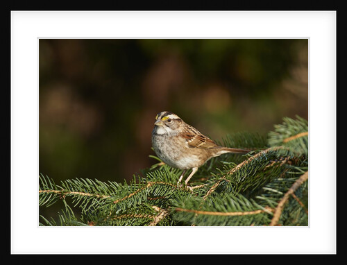White-throated Sparrow by Anonymous