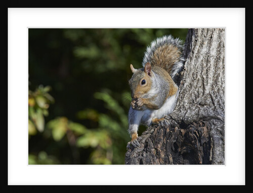 Grey Squirrel by Anonymous