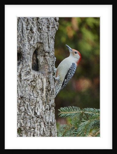Red-bellied Woodpecker by Anonymous