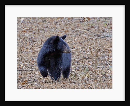 American Black Bear by Anonymous