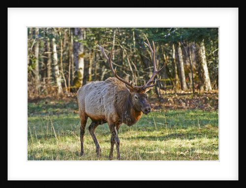 Elk of the Great Smoky Mountains by Anonymous